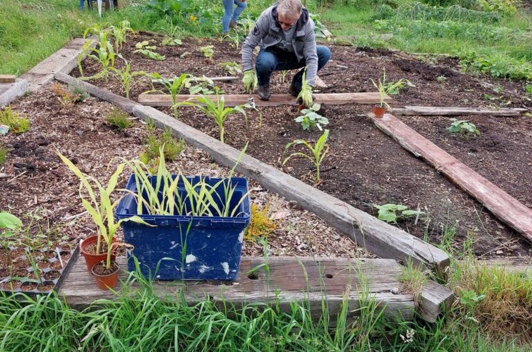Green sanctuary at Forest Farm Peace Garden helping transform lives